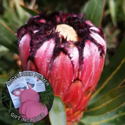 Protea neriifolia (10 Seeds) + Smoke Seed Primer (01 Disc) -