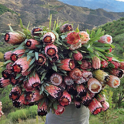 Protea neriifolia - Oleander-leaved Sugarbush, Narrow-leaf Sugarbush, Blue Sugarbush, Oleanderleaf Protea