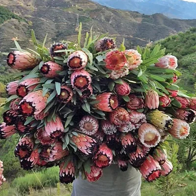 Protea neriifolia - Oleander-leaved Sugarbush, Narrow-leaf Sugarbush, Blue Sugarbush, Oleanderleaf Protea