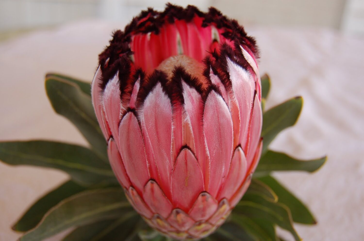 Protea neriifolia (5 Seeds) + Smoke Seed Primer (01 Disc) - - Image 3