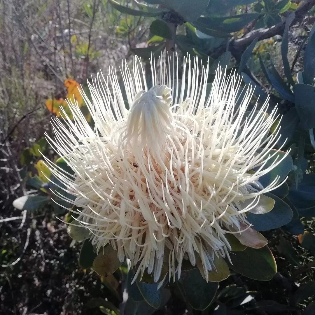 Protea nitida - Wagon tree, Waboom, Blousuikerbos - Image 3