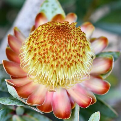 Protea nitida - Wagon tree, Waboom, Blousuikerbos