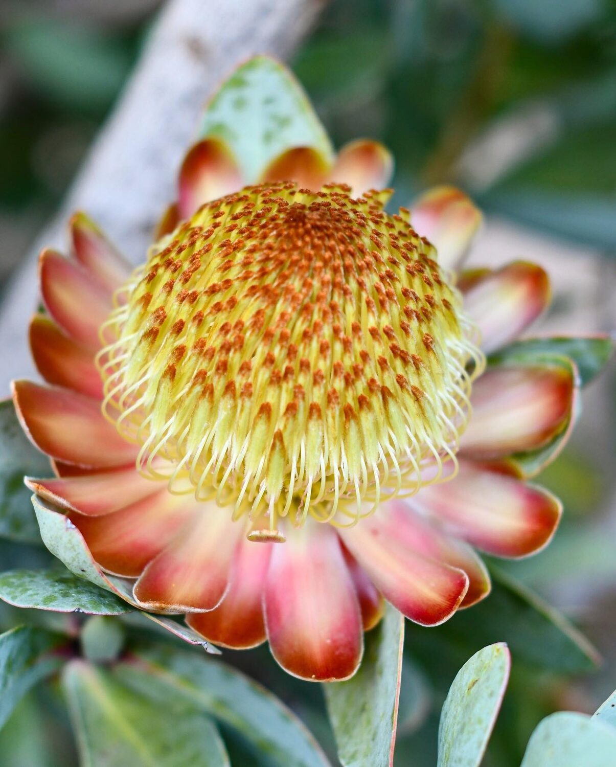 Protea nitida - Wagon tree, Waboom, Blousuikerbos