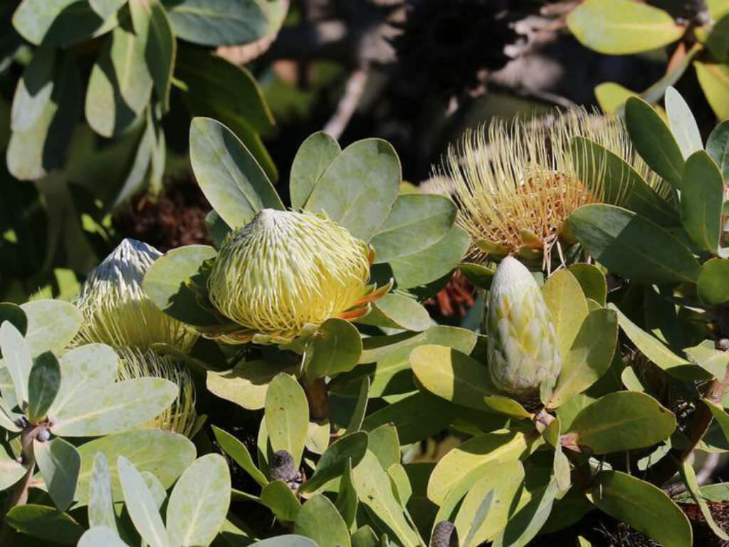Protea nitida - Wagon tree, Waboom, Blousuikerbos - Image 5