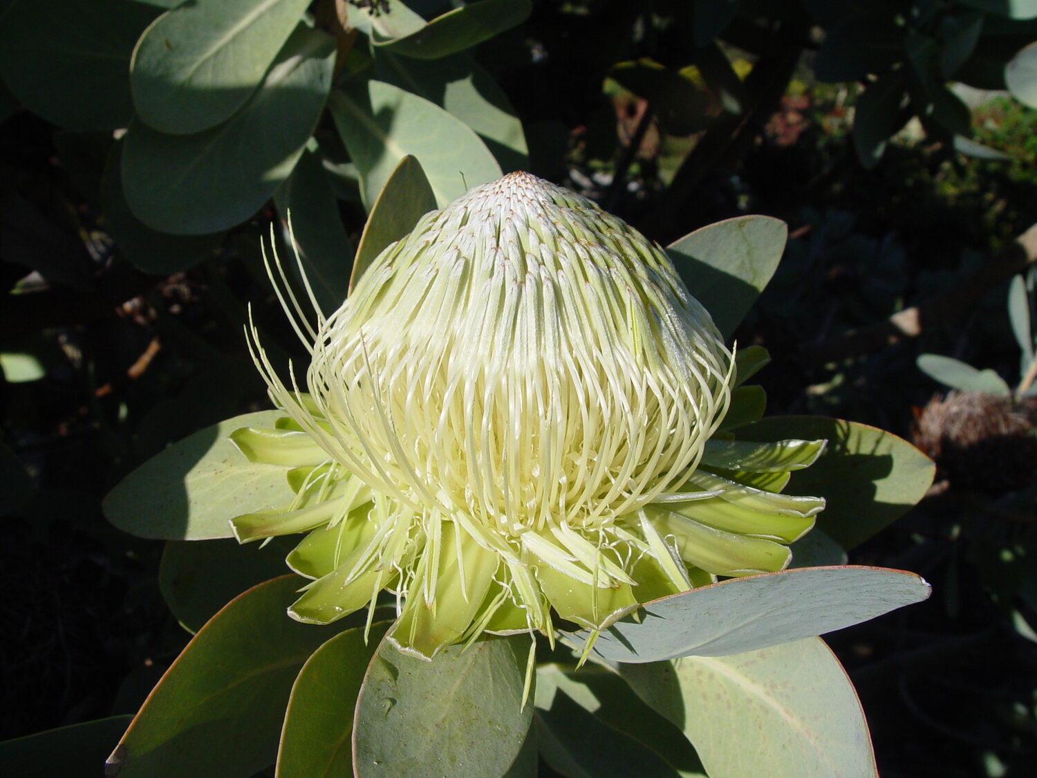 Protea nitida - Wagon tree, Waboom, Blousuikerbos - Image 6