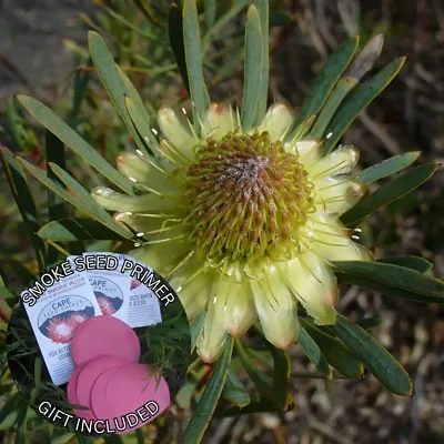 Protea scolymocephala (10 Seeds) + Smoke Seed Primer (01 Disc) -