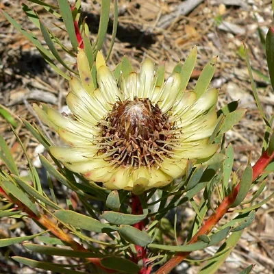 Protea scolymocephala - Thistle Sugarbush, Thistle Protea, Small Green Protea, Scoly, Kleingroenroos