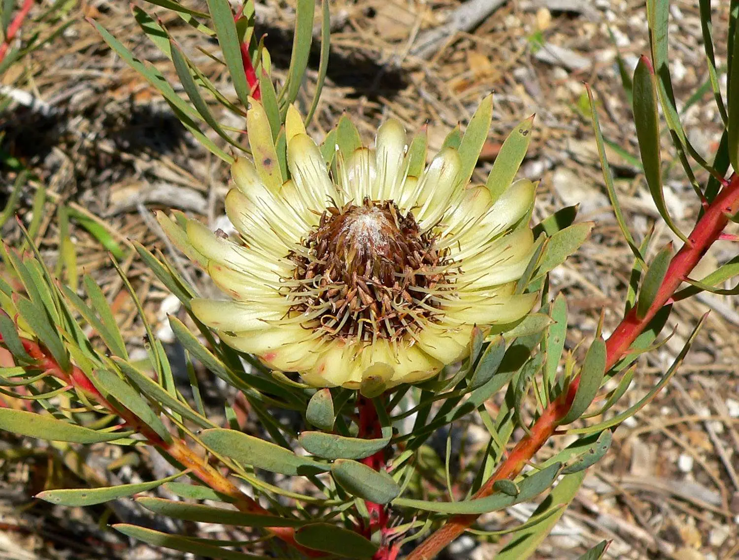Protea scolymocephala - Thistle Sugarbush, Thistle Protea, Small Green Protea, Scoly, Kleingroenroos