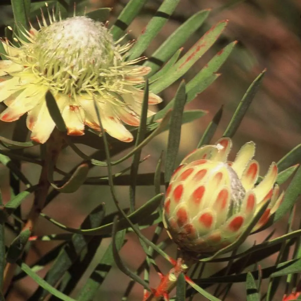 Protea scolymocephala - Thistle Sugarbush, Thistle Protea, Small Green Protea, Scoly, Kleingroenroos - Image 3