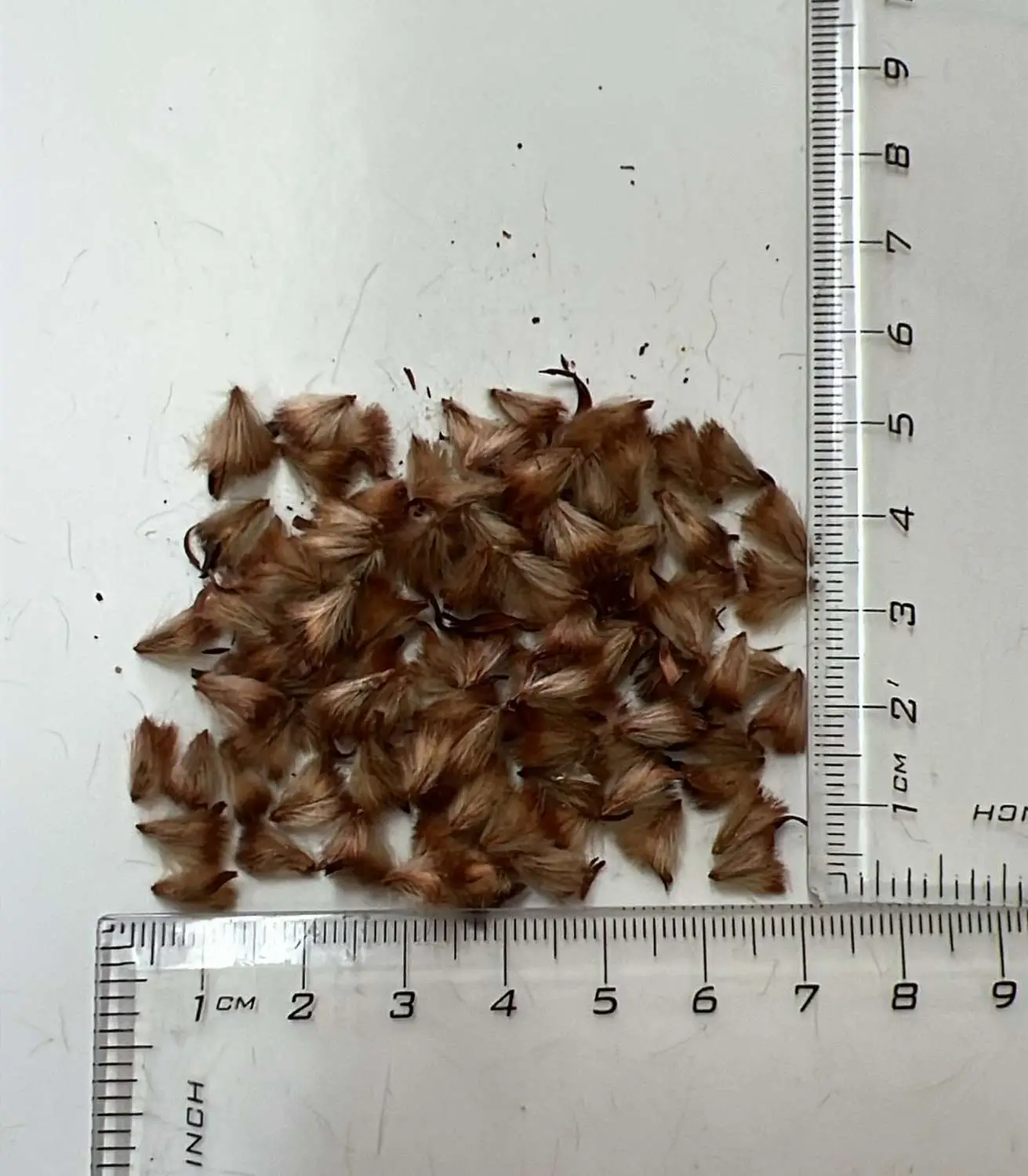 Protea scolymocephala - Thistle Sugarbush, Thistle Protea, Small Green Protea, Scoly, Kleingroenroos - Image 6