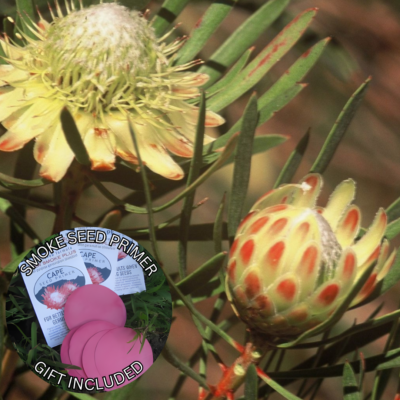 Protea scolymocephala (5 Seeds) + Smoke Seed Primer (01 Disc) -