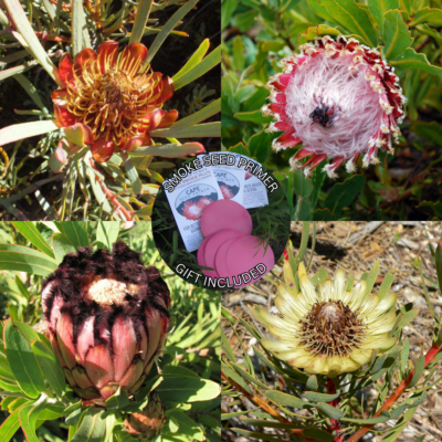 Protea Seeds Collection + Smoke Seed Primer - - 1.00