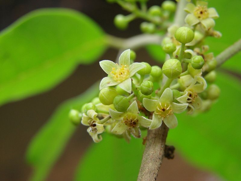 Protium serratum - Nihor (India); Najor (India); Murtenga (India); Mirtenga (India); Indian red pear; Protium (Papua New Guinea); Ketos (Indonesia); Kedondong - Image 2