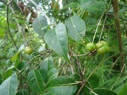 Protium serratum - Nihor (India); Najor (India); Murtenga (India); Mirtenga (India); Indian red pear; Protium (Papua New Guinea); Ketos (Indonesia); Kedondong - Image 3