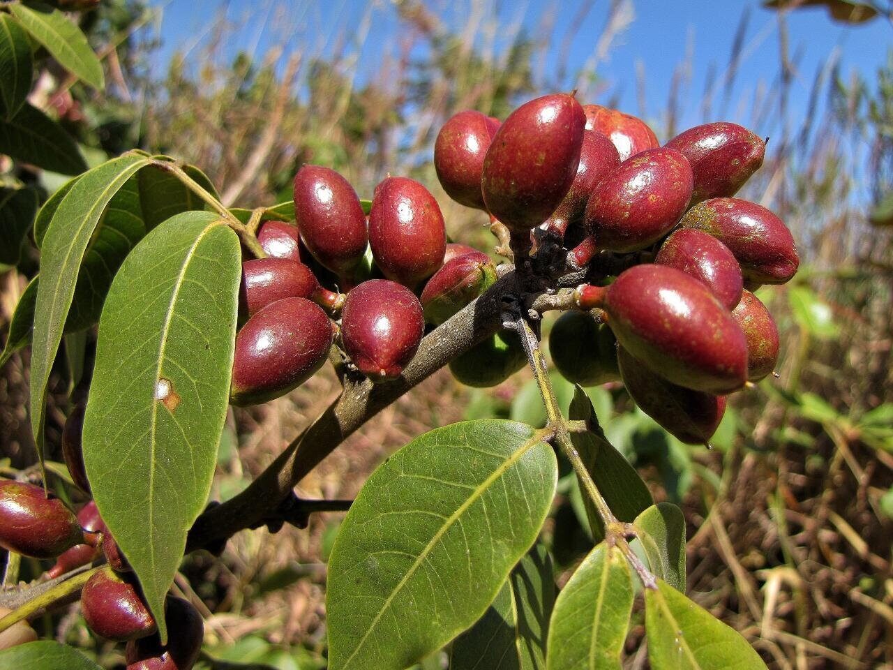 Protium serratum - Nihor (India); Najor (India); Murtenga (India); Mirtenga (India); Indian red pear; Protium (Papua New Guinea); Ketos (Indonesia); Kedondong - Image 5