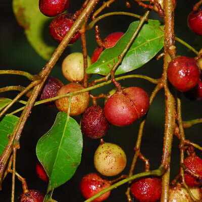 Protium serratum - Nihor (India); Najor (India); Murtenga (India); Mirtenga (India); Indian red pear; Protium (Papua New Guinea); Ketos (Indonesia); Kedondong