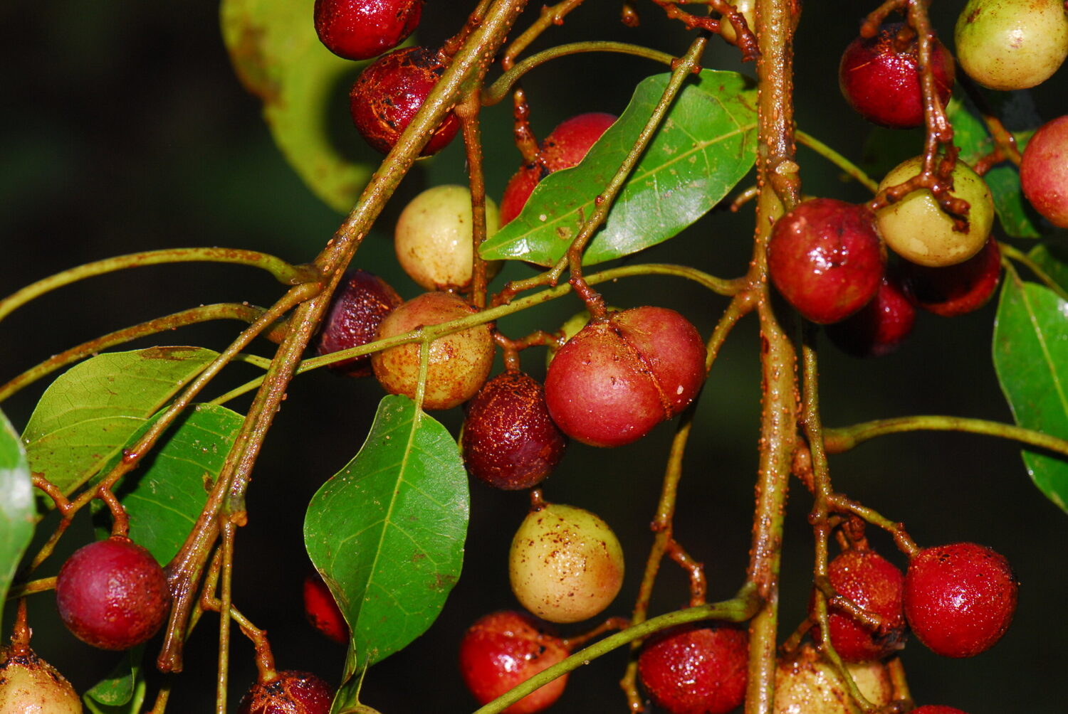 Protium serratum - Nihor (India); Najor (India); Murtenga (India); Mirtenga (India); Indian red pear; Protium (Papua New Guinea); Ketos (Indonesia); Kedondong