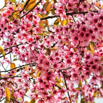 Prunus cerasoides - Himalayan Cherry, Wild Himalayan Cherry, Sour Cherry, Padmaka