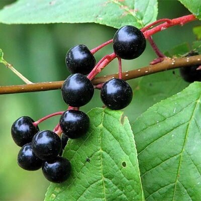 Prunus padus - European Bird Cherry, Hagberry, Mayday Tree