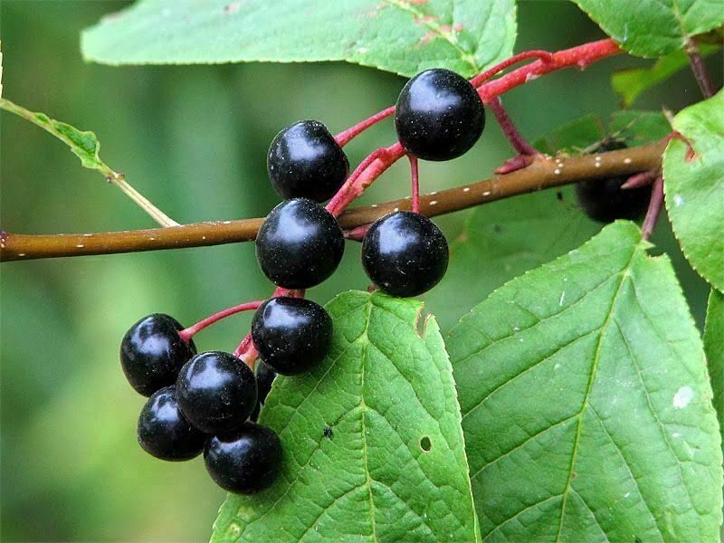 Prunus padus - European Bird Cherry, Hagberry, Mayday Tree