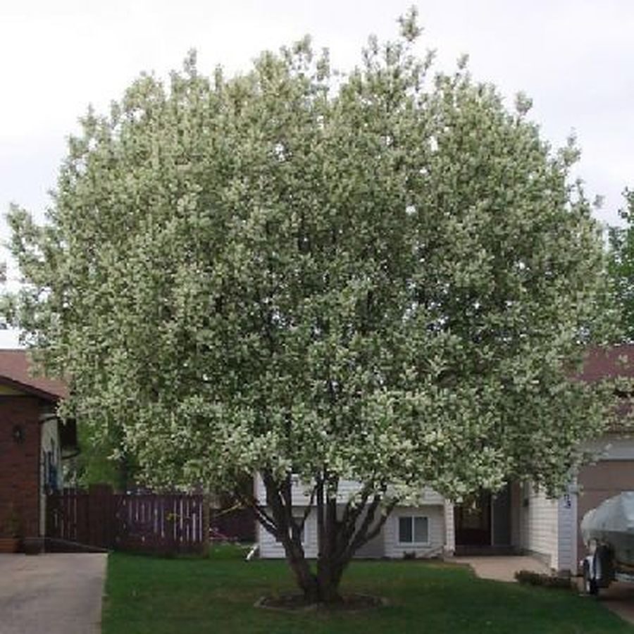 Prunus padus - European Bird Cherry, Hagberry, Mayday Tree - Image 2