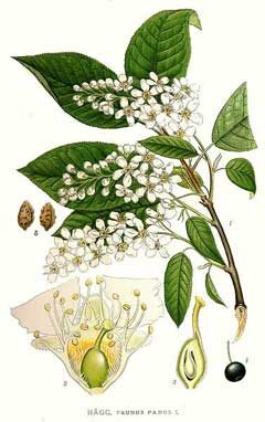 Prunus padus - European Bird Cherry, Hagberry, Mayday Tree - Image 8