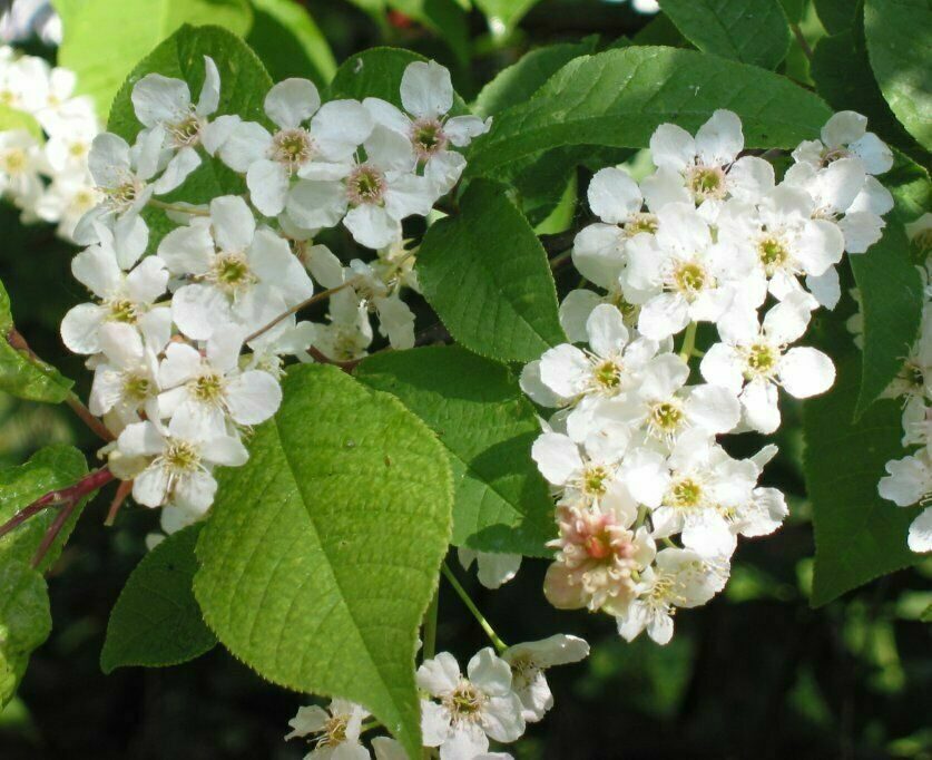 Prunus padus - European Bird Cherry, Hagberry, Mayday Tree - Image 9