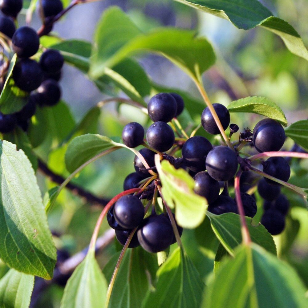 Prunus padus - European Bird Cherry, Hagberry, Mayday Tree - Image 11