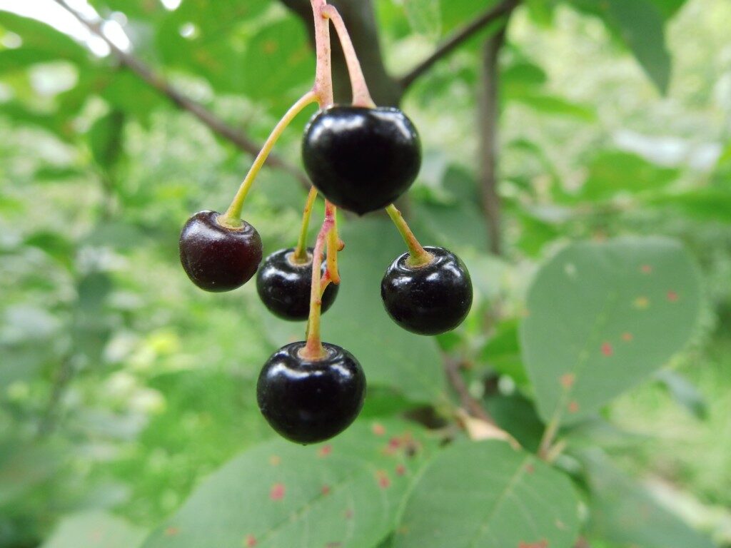 Prunus padus - European Bird Cherry, Hagberry, Mayday Tree - Image 12