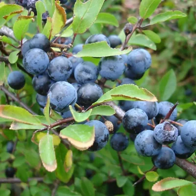 Prunus spinosa - Sloe, Blackthorn, Wilplum, Wild Cherry, Abrunheiro