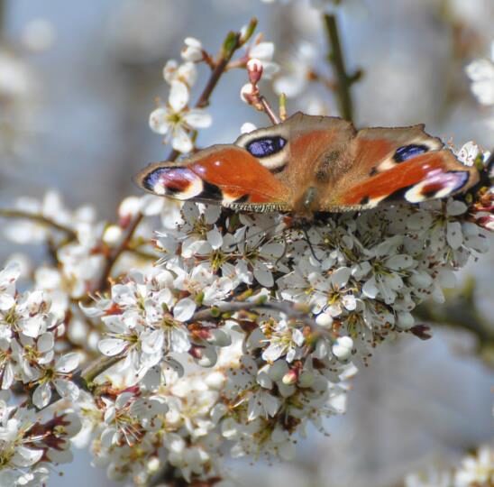 Prunus spinosa - Sloe, Blackthorn, Wilplum, Wild Cherry, Abrunheiro - Image 3