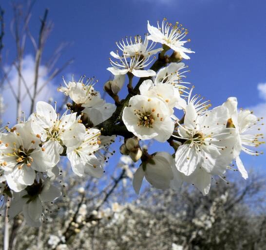 Prunus spinosa - Sloe, Blackthorn, Wilplum, Wild Cherry, Abrunheiro - Image 4