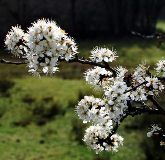Prunus spinosa - Sloe, Blackthorn, Wilplum, Wild Cherry, Abrunheiro - Image 5