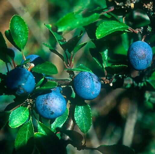 Prunus spinosa - Sloe, Blackthorn, Wilplum, Wild Cherry, Abrunheiro - Image 6