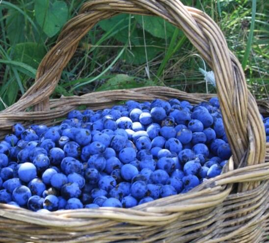 Prunus spinosa - Sloe, Blackthorn, Wilplum, Wild Cherry, Abrunheiro - Image 9