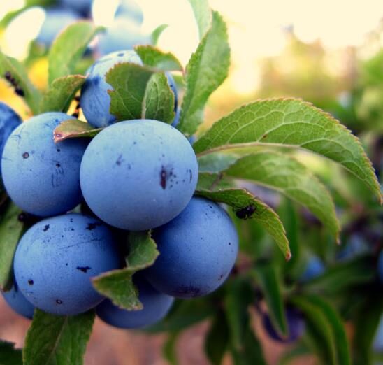 Prunus spinosa - Sloe, Blackthorn, Wilplum, Wild Cherry, Abrunheiro - Image 10