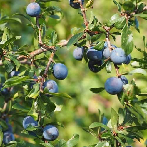 Prunus spinosa - Sloe, Blackthorn, Wilplum, Wild Cherry, Abrunheiro - Image 14