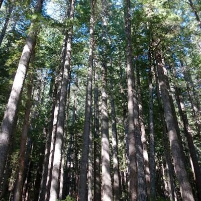 Pseudotsuga menziesii - Oregon pine, Oregon spruce
