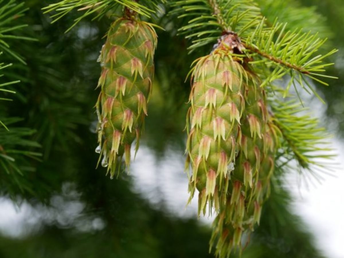 Pseudotsuga menziesii - Oregon pine, Oregon spruce - Image 2