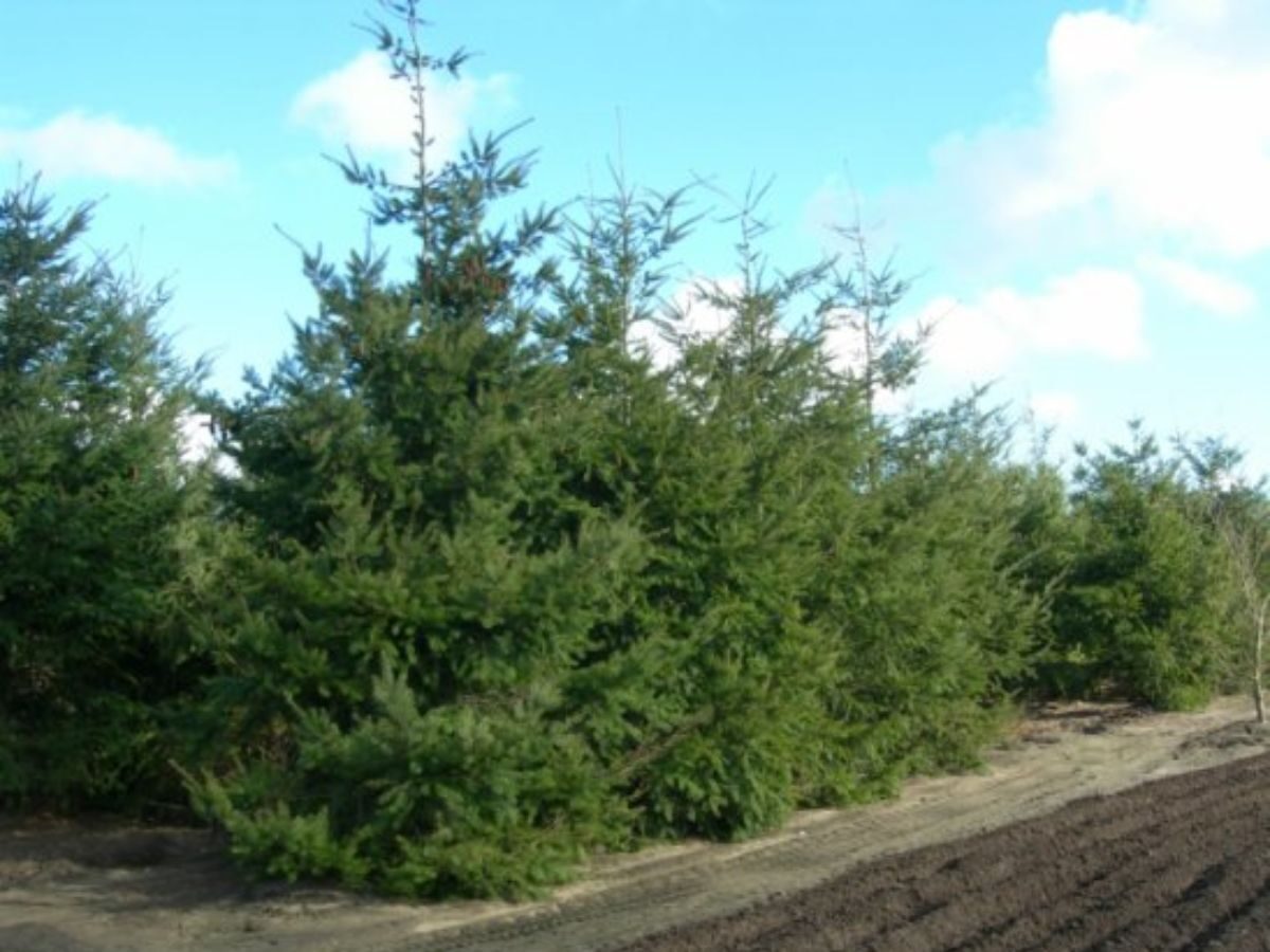 Pseudotsuga menziesii - Oregon pine, Oregon spruce - Image 3