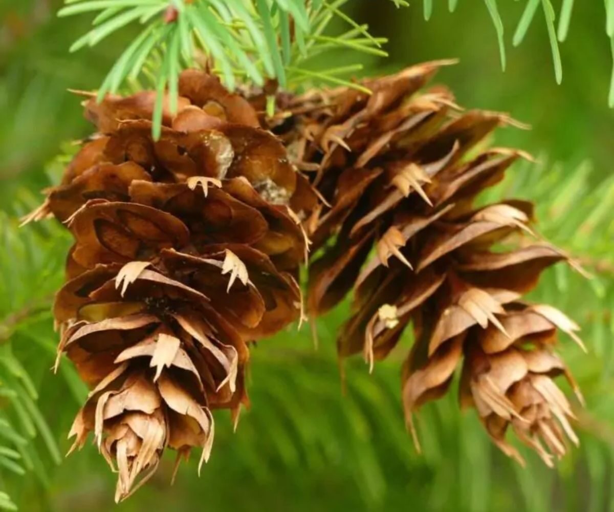 Pseudotsuga menziesii - Oregon pine, Oregon spruce - Image 4