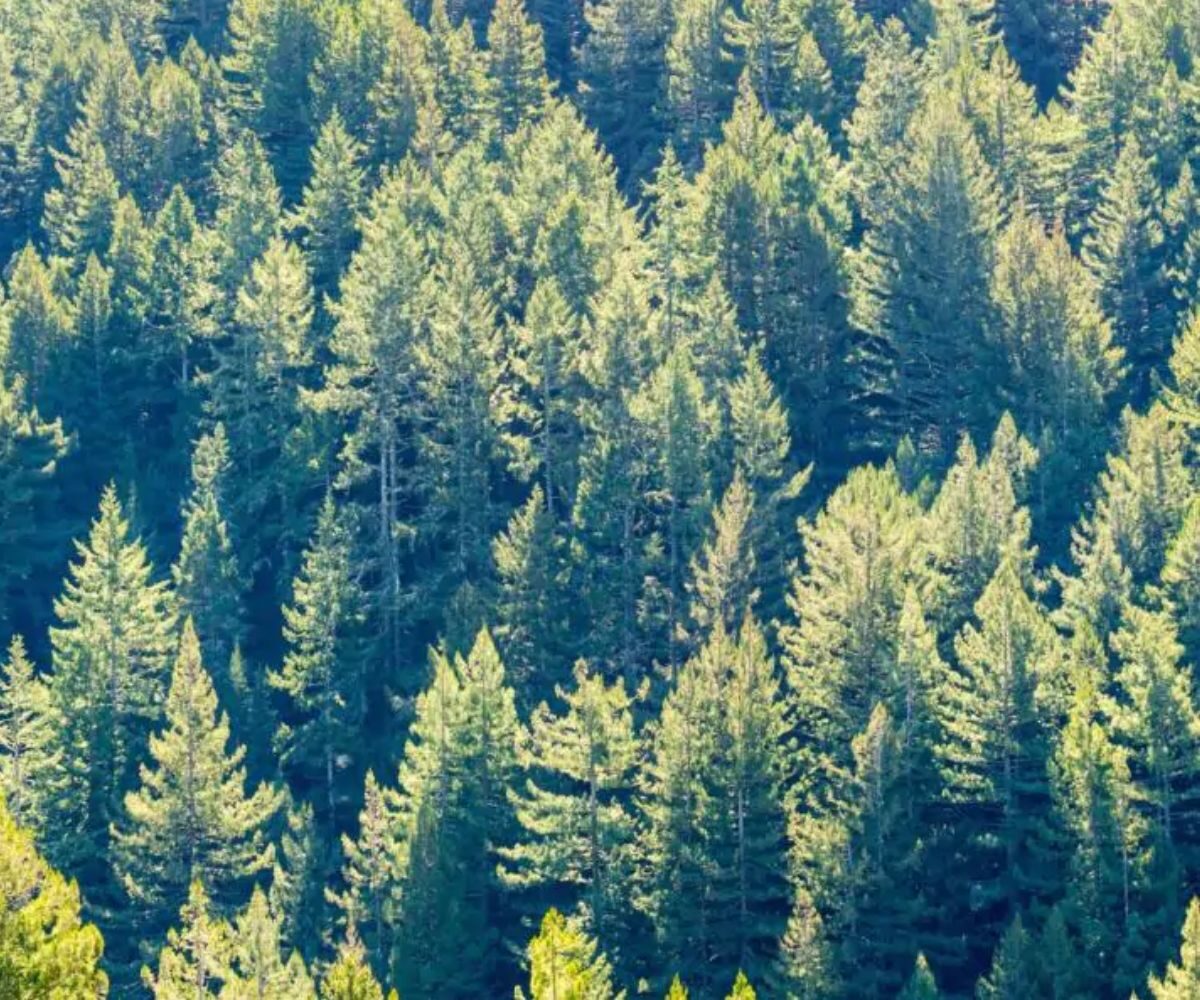 Pseudotsuga menziesii - Oregon pine, Oregon spruce - Image 5