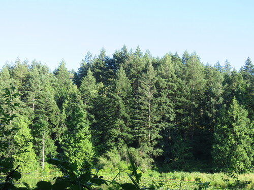 Pseudotsuga menziesii - Oregon pine, Oregon spruce - Image 6