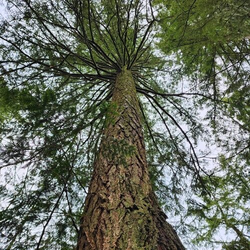 Pseudotsuga menziesii - Oregon pine, Oregon spruce - Image 7