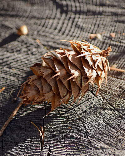 Pseudotsuga menziesii - Oregon pine, Oregon spruce - Image 8