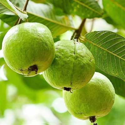 Psidium guajava - Safeda Guava, Allahabad Safeda