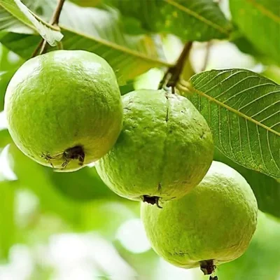 Psidium guajava - Safeda Guava, Allahabad Safeda