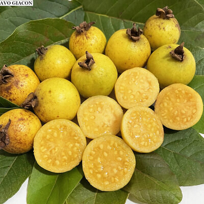 Psidium guineense - Brazilian Guava, Guinea Guava, Sour Guava