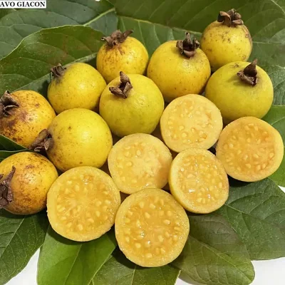 Psidium guineense - Brazilian Guava, Guinea Guava, Sour Guava