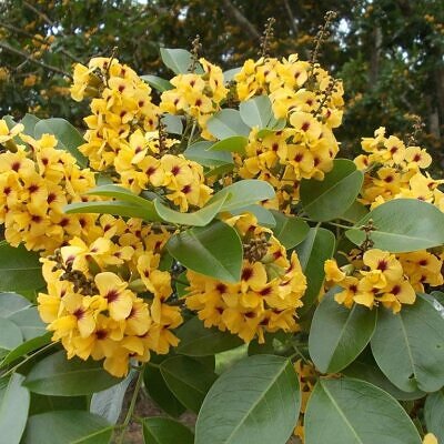 Pterocarpus santalinus - Red Sanders, Red Saunders, Yerra Chandanam, Chenchandanam, Red Sandalwood, Rakta Chandana, Saunderswood